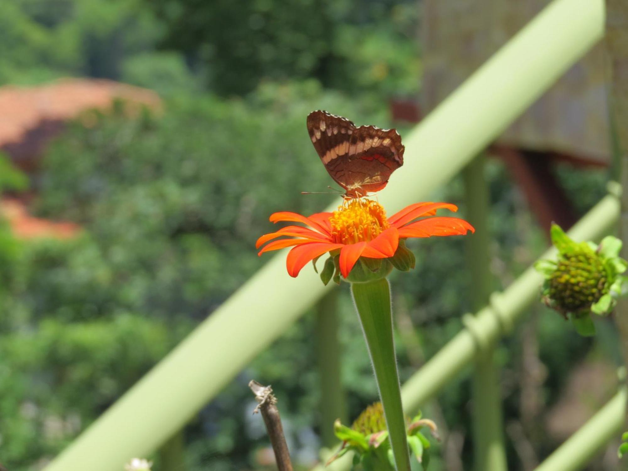 Rose House Manuel Antonio Apartman Quepos Kültér fotó